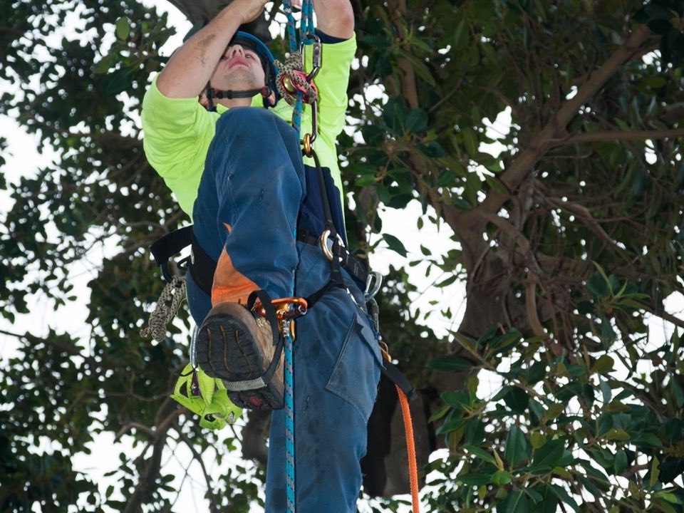 Qualified arborist working in a mature tree during a risk assessment in Cardiff