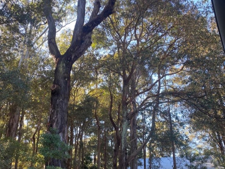 Mature trees in Cardiff parkland with a property visible in the background